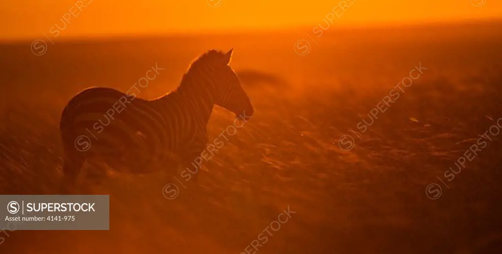 burchells zebra equus burchelli at sunset masai mara, kenya