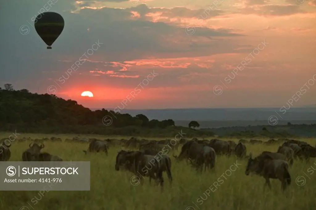 tourist balloon over migrating wildebeest herd masai mara, kenya