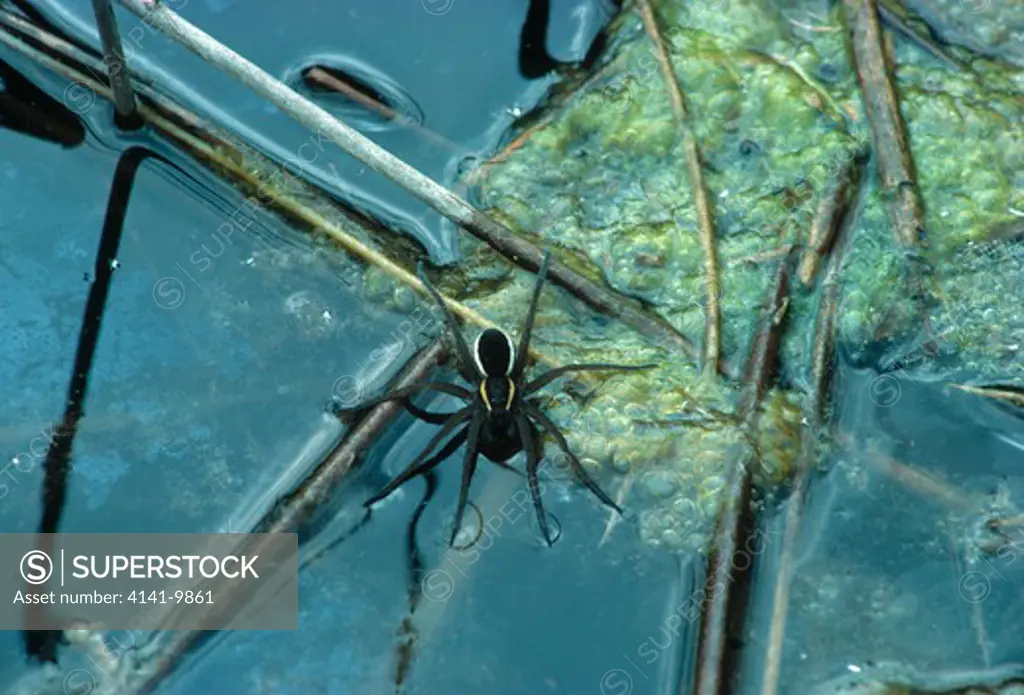 fen raft spider dolomedes plantarius also called great raft spider. redgrave & lopham fen, suffolk, east anglia, uk