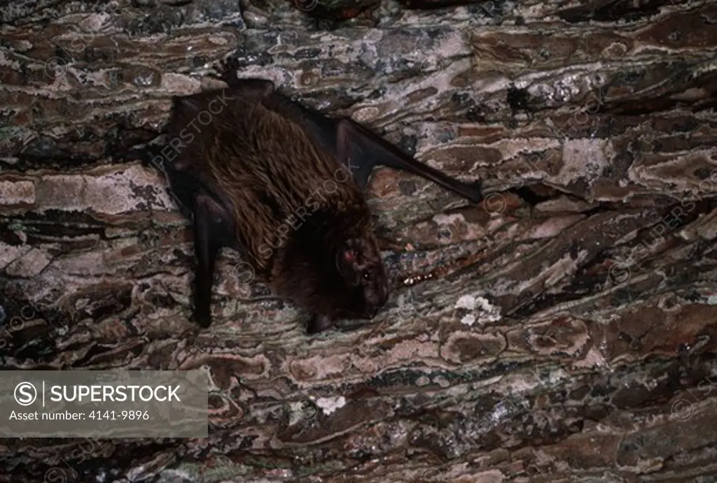 leisler's bat nyctalus leisleri