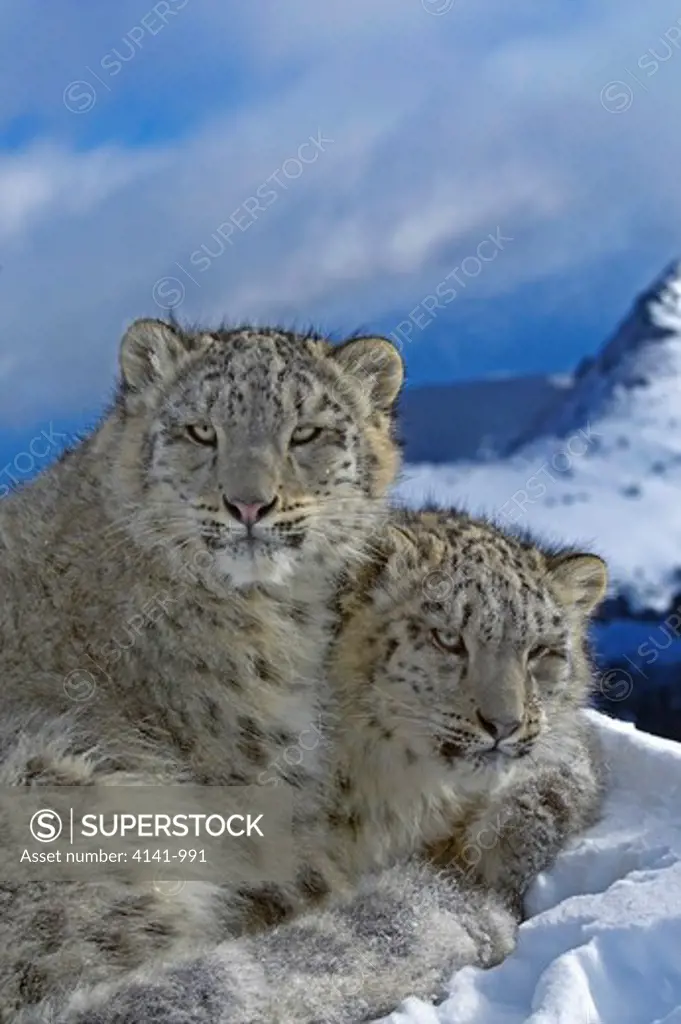 snow leopard panthera uncia in mountain habitat usa (controlled conditions)