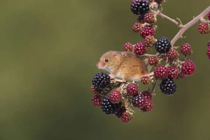 Harvest Mouse (Micromys minutus) adult standing on Bramble (Rubus fruticosus) twig with blackberries, Suffolk, England, UK, October, controlled subject