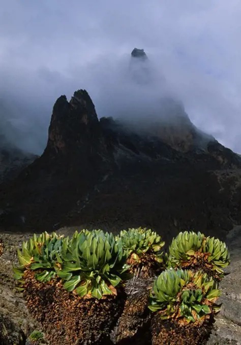 giant groundsel & peaks dendrosenecio keniodendron teleki valley, mt kenya national park, kenya, eastern africa