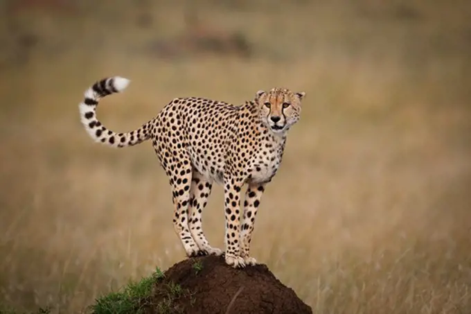 cheetah, acinonyx jubatus; masai mara, kenya.