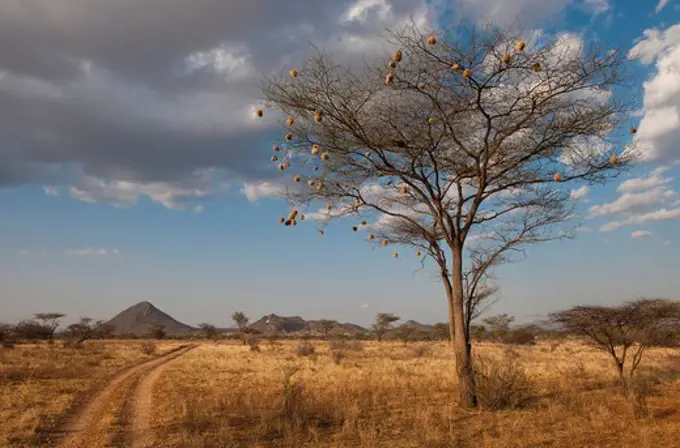 tree with weaver nests next to track; samburu national reserve, kenya.