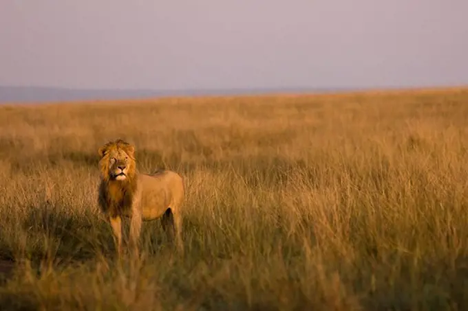 Lion (Panthera leo) scanning the plain, Masai Mara National Reserve, Kenya