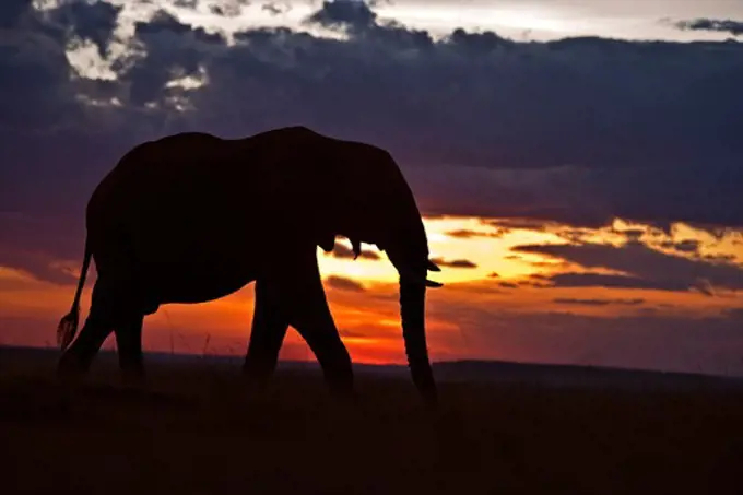 african elephant loxidonta africana at sunset masai mara, kenya