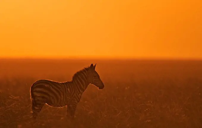 burchells zebra equus burchelli at sunset masai mara, kenya