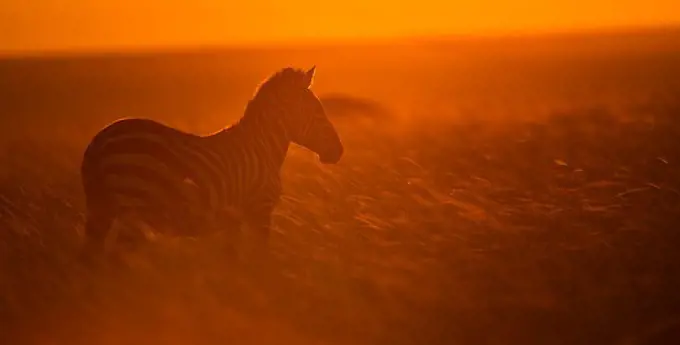 burchells zebra equus burchelli at sunset masai mara, kenya