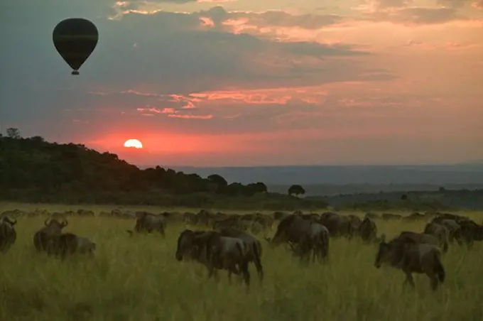 tourist balloon over migrating wildebeest herd masai mara, kenya