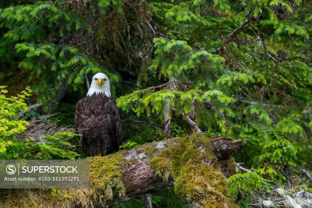 A bald eagle (Haliaeetus leucocephalus) is sitting on a moss covered tree in the forest along the shoreline of Takatz Bay on Baranof Island, Tongass National Forest, Alaska, USA.