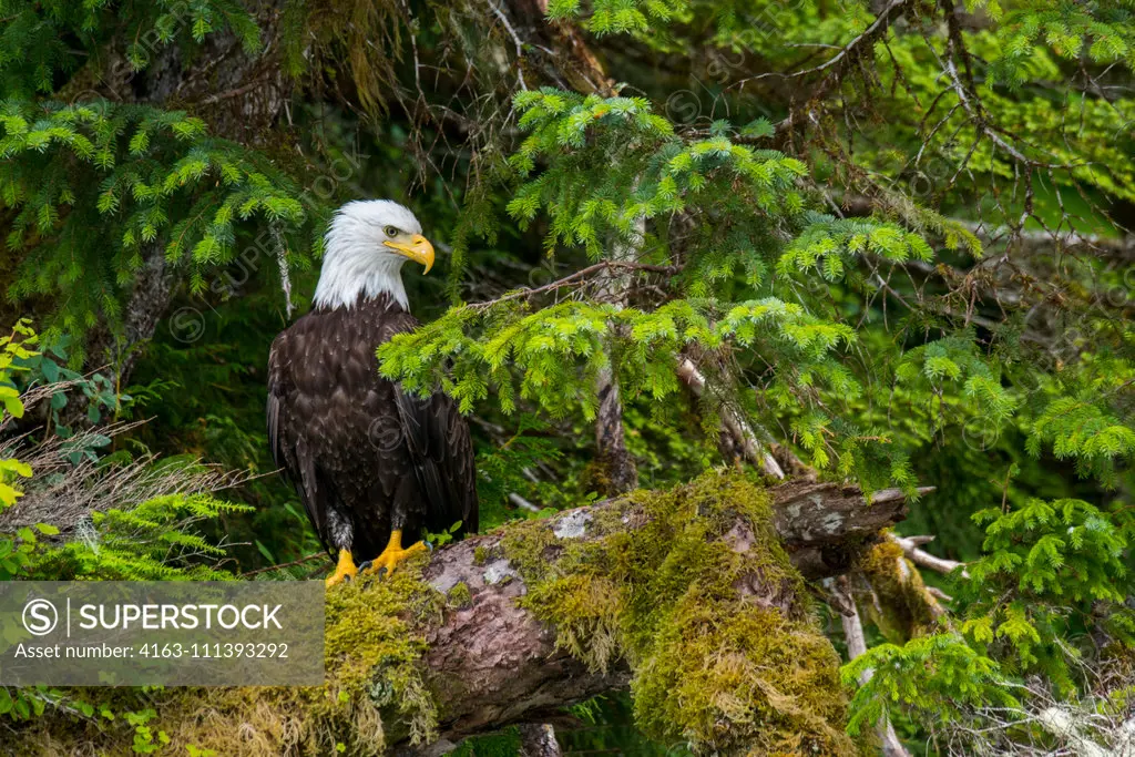 A bald eagle (Haliaeetus leucocephalus) is sitting on a moss covered tree in the forest along the shoreline of Takatz Bay on Baranof Island, Tongass National Forest, Alaska, USA.