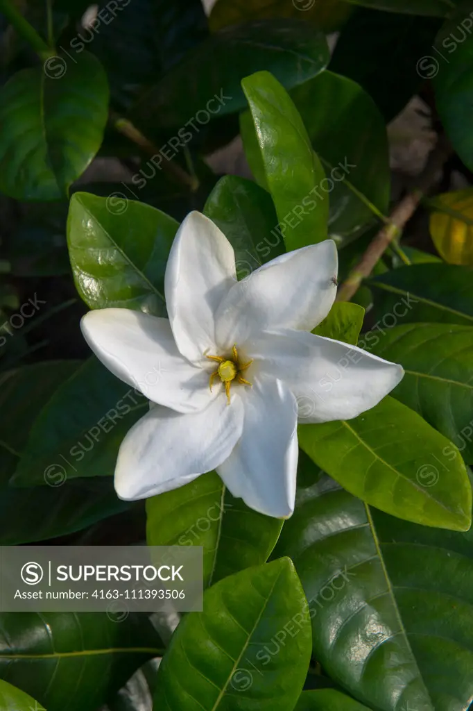 Close-up of a Gardenia taitensis, also called Tahitian gardenia or Tiare flower, on the Hawaiian Island of Kauai, Hawaii, USA.