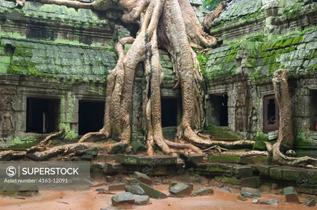 CAMBODIA, ANGKOR, TA PROHM TEMPLE, FIG TREE GROWING ON TEMPLE WALL