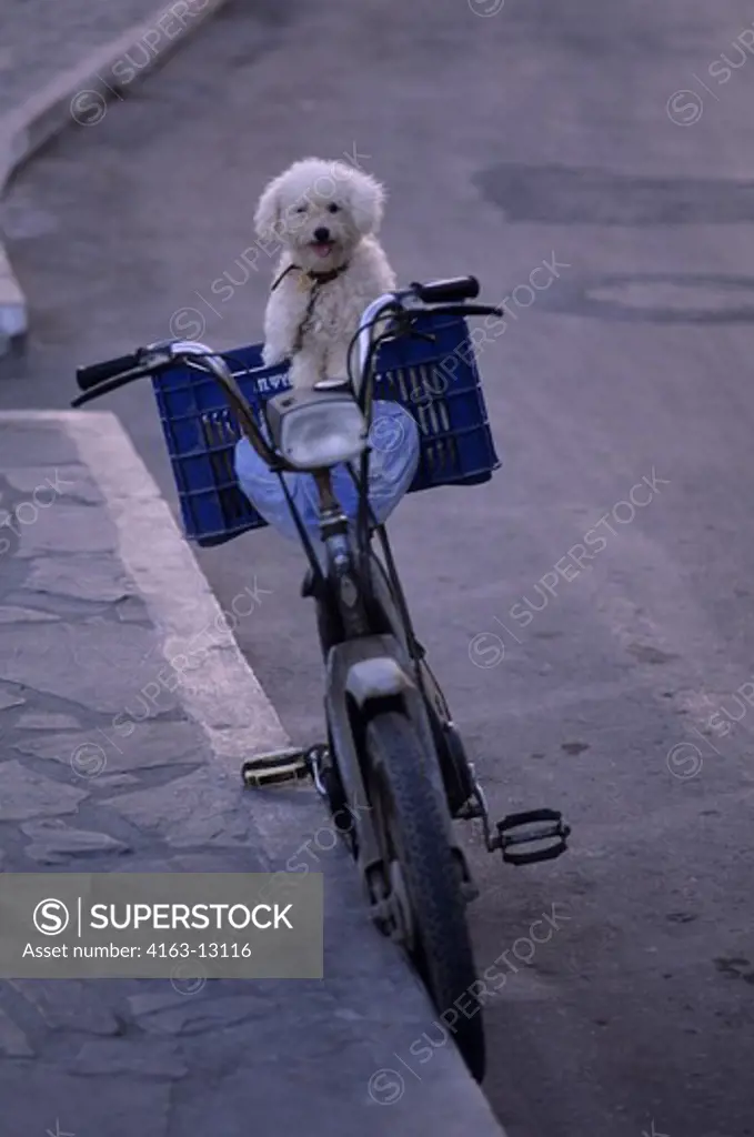 GREECE, CRETE, AGIOS NIKOLAOS, POODLE ON BICYCLE