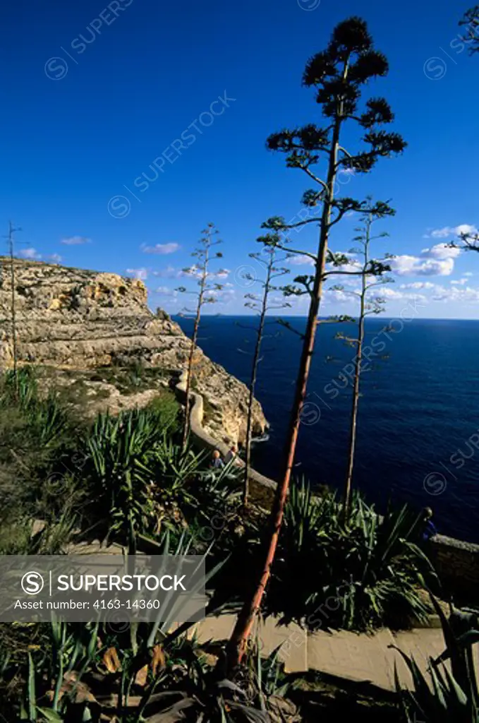 MALTA, COASTLINE, LIMESTONE ROCK, CENTURY PLANT