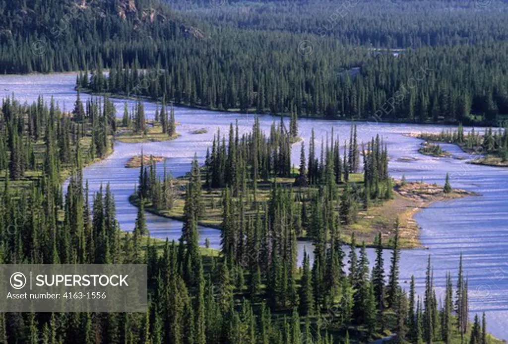 CANADA,ALBERTA,ROCKY MOUNTAINS, JASPER NATIONAL PARK, SUNWAPTA RIVER, LODGEPOLE PINE TREES