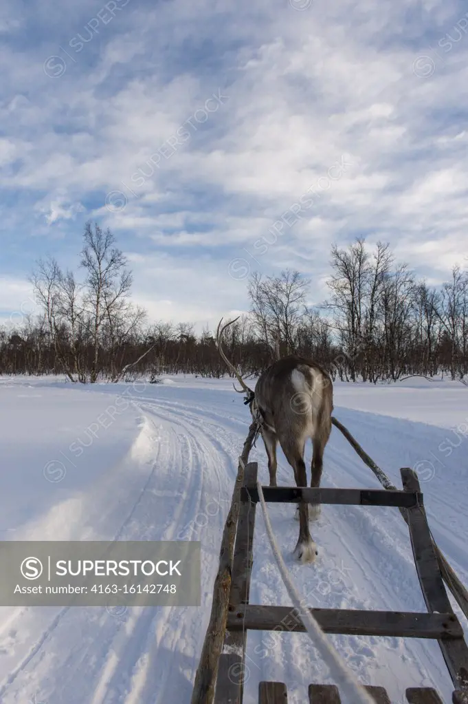 Driving a traditional Sami sled through the snow at the Sami village of Ravttas near Kiruna in Swedish Lapland, northern Sweden.