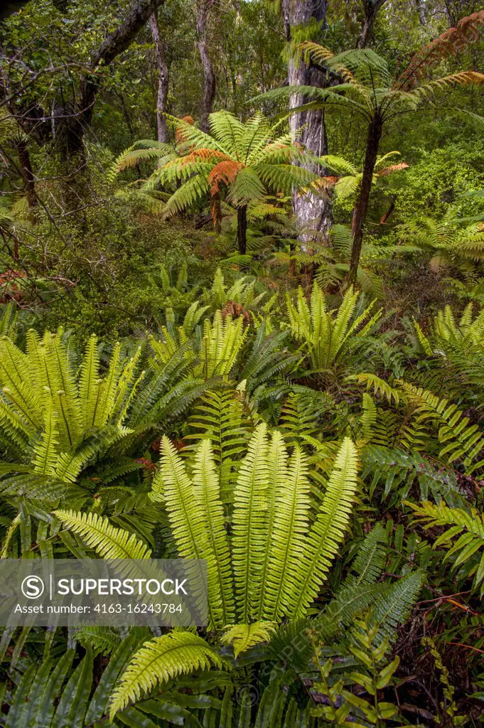 Ferns are growing in the temperate rainforest of the bird sanctuary on Ulva Island, a small island in Paterson Inlet, which is part of Stewart Island off the South Island in New Zealand.