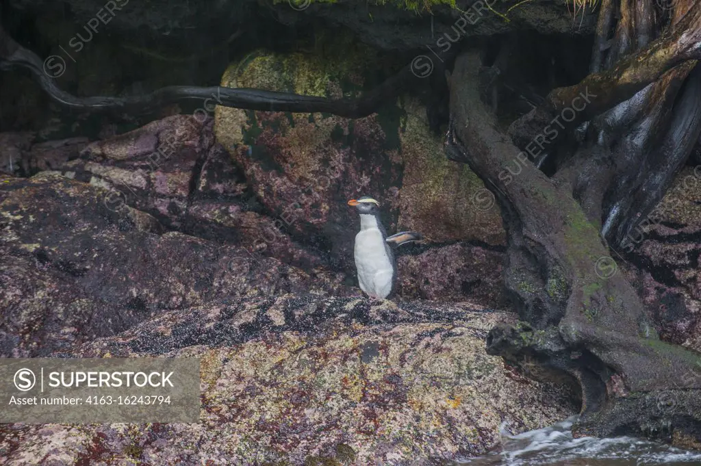 A Fiordland penguin, also known as the Fiordland crested penguin (Eudyptes pachyrhynchus), on the rocks of Dusky Sound in Fjordland National Park on the South Island of New Zealand.