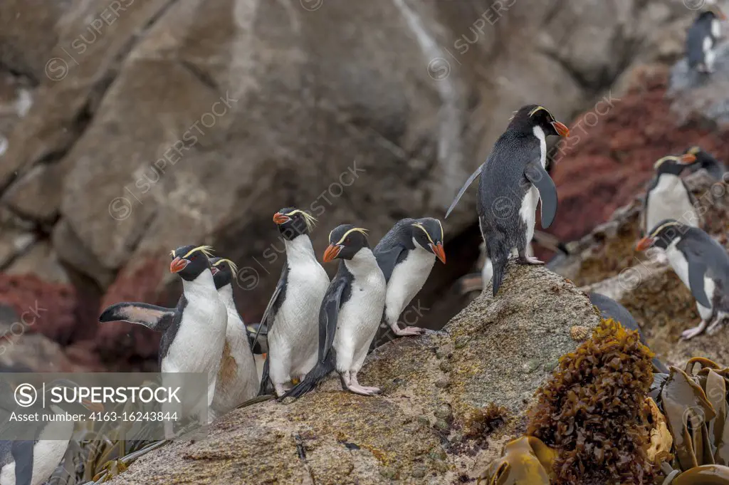 A group of Snares penguins (Eudyptes robustus), also known as the Snares crested penguin getting ready to go to sea to feed, waiting on rocks at the waters edge of Snares Island, New Zealand.