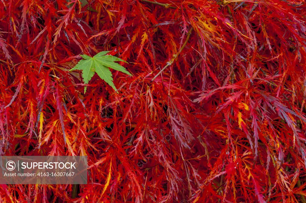 A Japanese maple tree in the fall in a garden in Bellevue, Washington State, USA.