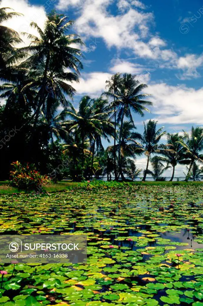 TAHITI, WATERLILIES WITH PALM TREES IN BACKGROUND