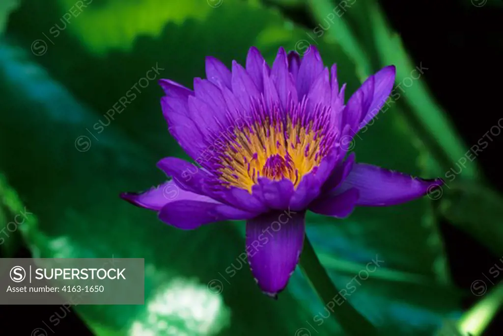 USA, HAWAII, KAUAI, WATER LILY