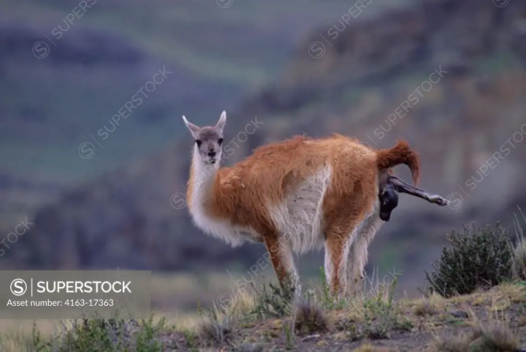 CHILE, TORRES DEL PAINE NAT'L PARK, GUANACOS, FEMALE GIVING BIRTH