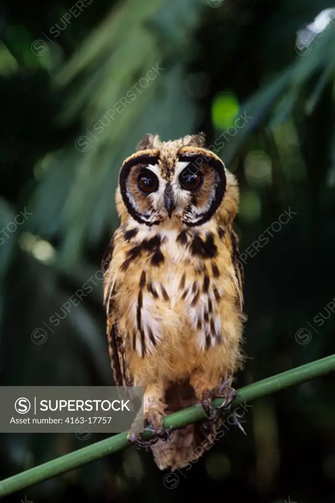 ECUADOR, AMAZON BASIN, RIO NAPO, RAINFOREST, JUVENILE CRESTED OWL