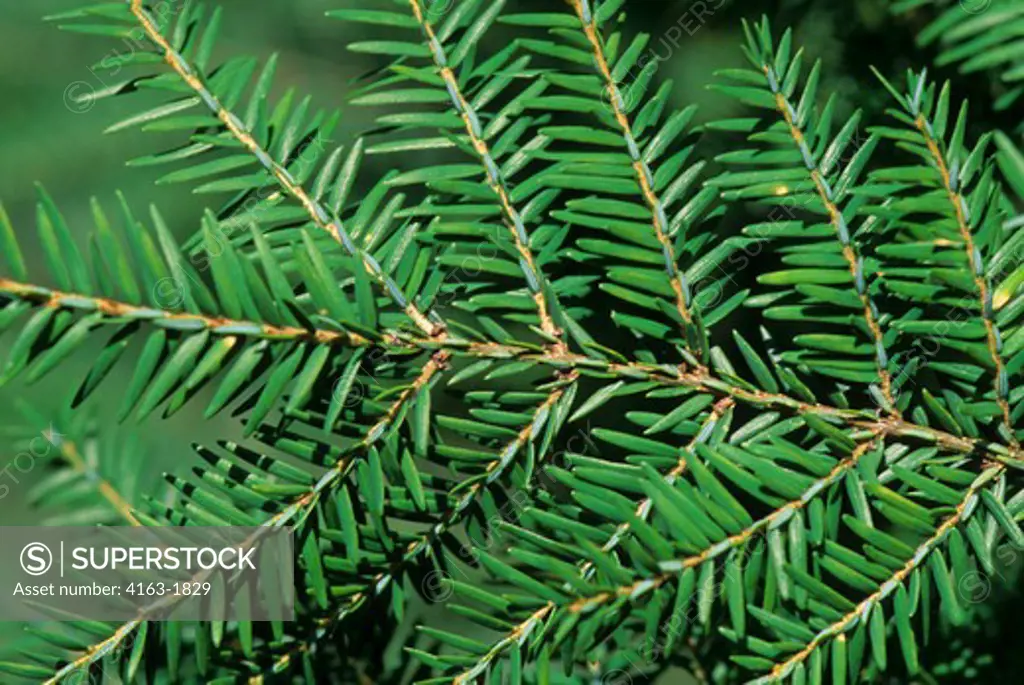 USA, WASHINGTON, WESTERN HEMLOCK CLOSE-UP OF BRANCH