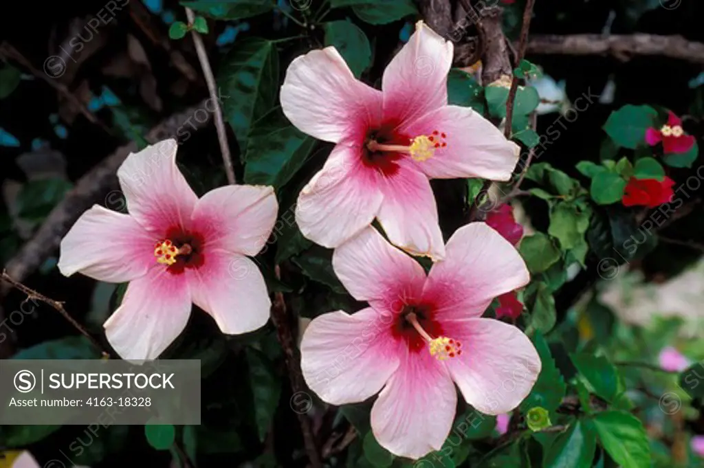 PUERTO RICO, HIBISCUS FLOWERS