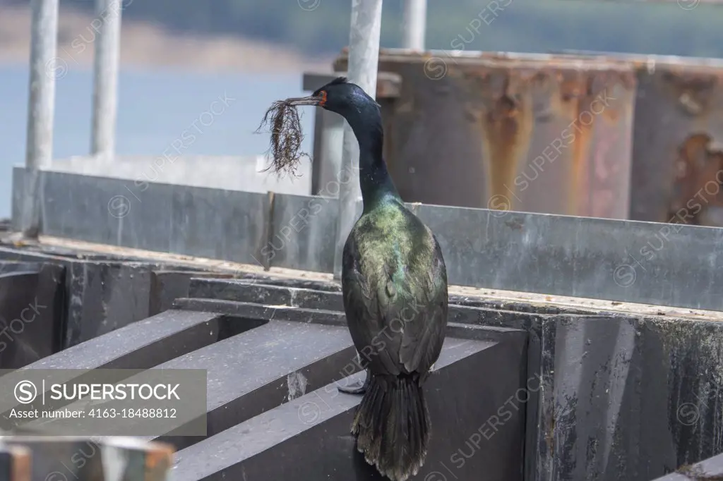 A Pelagic cormorant (Phalacrocorax pelagicus), also known as Baird's cormorant, with nesting material on the pylons at the Washington State Ferry dock in Anacortes, Washington State, United States.