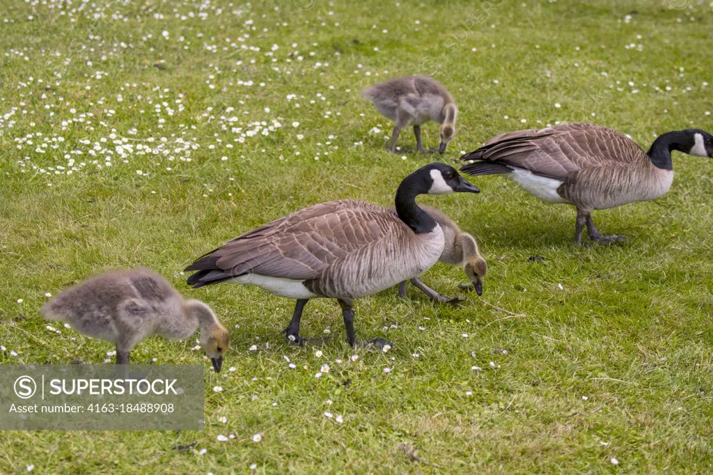 Canada geese and gosling are feeding on grass in Moran State Park on Orcas Island, San Juan Islands in Washington State, United States.