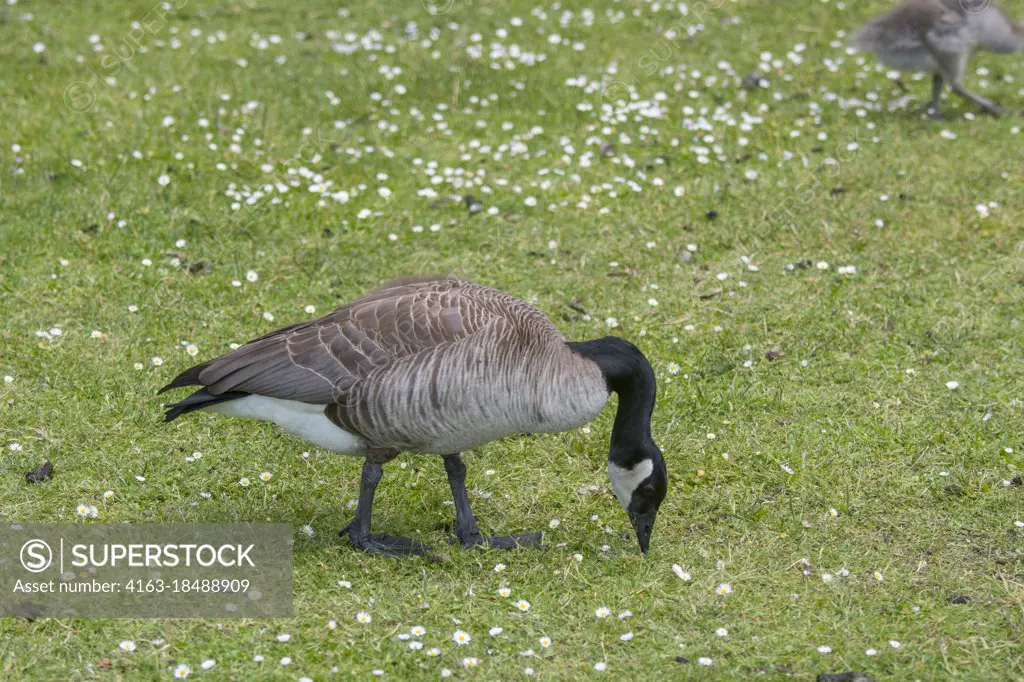 Canada on sale goose ísland