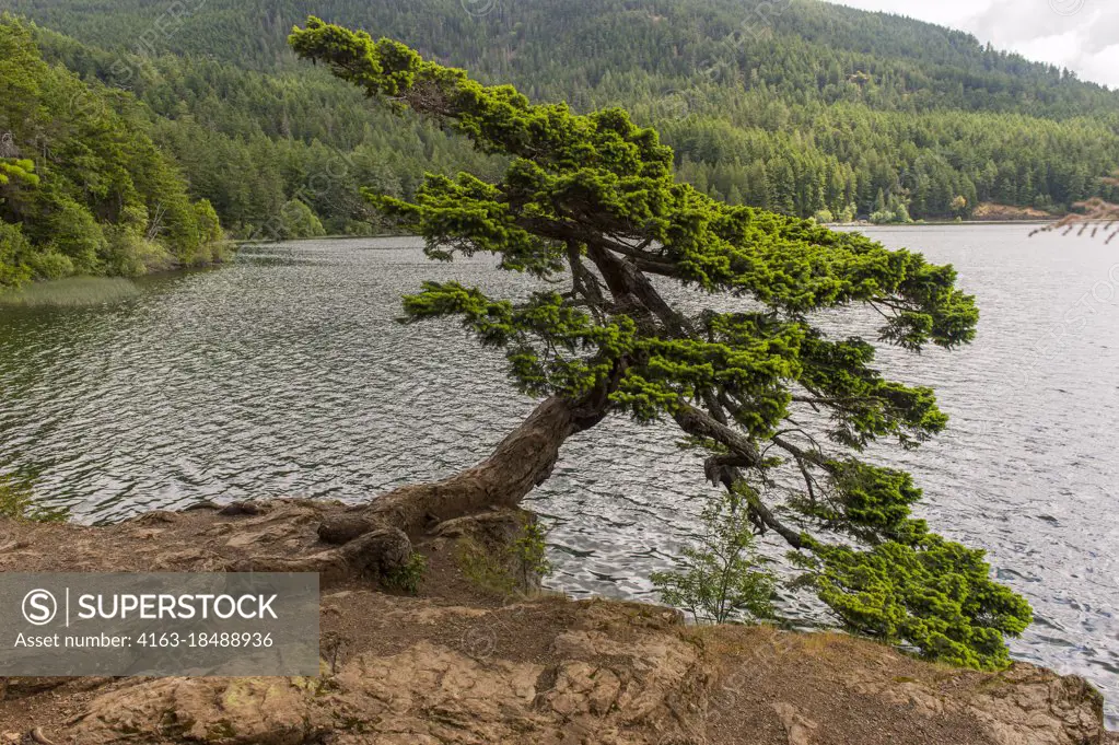 A Douglas fir tree shaped by the wind leaning over the shore of Cascade Lake in Moran State Park on Orcas Island, San Juan Islands in Washington State, United States.