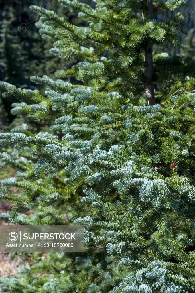 A subalpine fir (Abies lasiocarpa) or Rocky Mountain fir is a western North American fir tree, here growing on Hurricane Ridge on the Olympic Peninsula in the Olympic National Park in Washington State, USA.