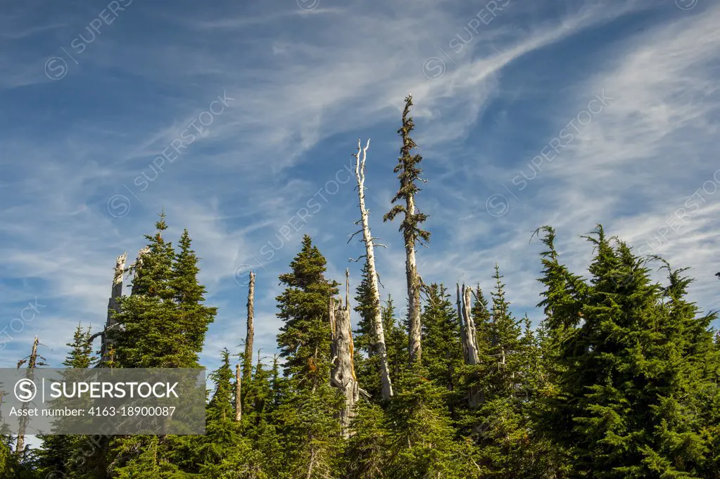 View of subalpine fir (Abies lasiocarpa) or Rocky Mountain fir trees, a western North American fir tree, and Mountain Hemlock trees shaped by wind on Hurricane Ridge, Olympic Peninsula in the Olympic National Park in Washington State, USA.