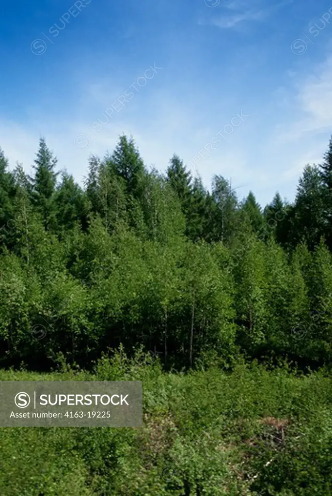 RUSSIA, SIBERIA NEAR URUSCHA, TAIGA FOREST