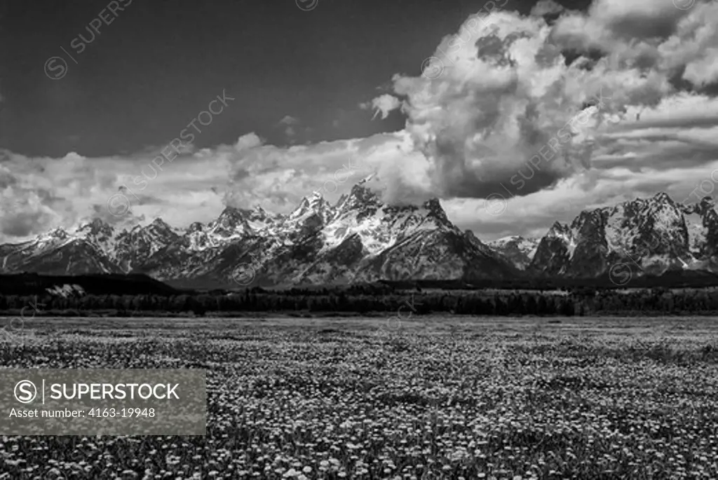 USA, WYOMING, GRAND TETON NATIONAL PARK, TETON RANGE, PASTURE WITH DANDELIONS IN FOREGROUND