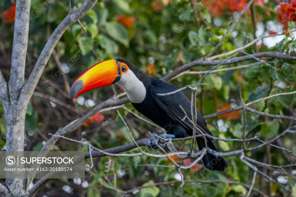 A Toco toucan (Ramphastos toco) with Bougainvillea flowers in the background perched in a tree at the Aguape Lodge in the Southern Pantanal, Mato Grosso do Sul, Brazil.