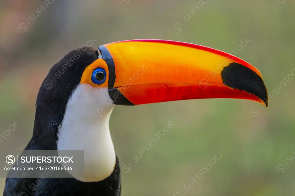 Portrait of a Toco toucan (Ramphastos toco) at the Aguape Lodge in the Southern Pantanal, Mato Grosso do Sul, Brazil.