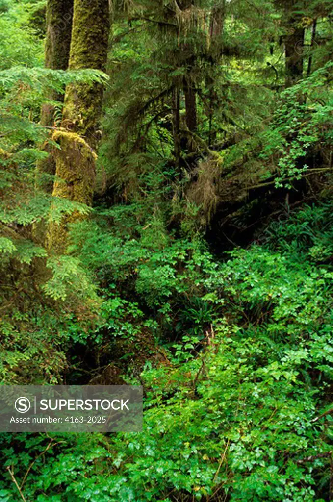 CANADA, BC, VANCOUVER ISLAND PACIFIC RIM NATIONAL PARK,TEMPERATE RAIN FOREST WESTERN HEMLOCK & RED CEDAR