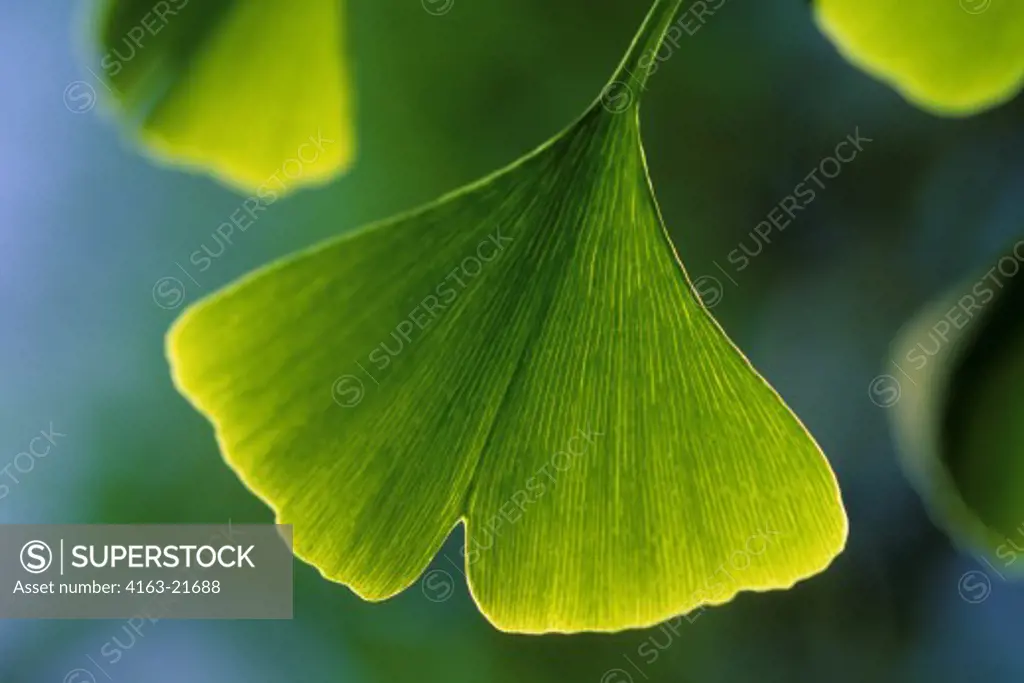 CHILE, SANTIAGO, CLOSE-UP OF GINGKO TREE LEAF