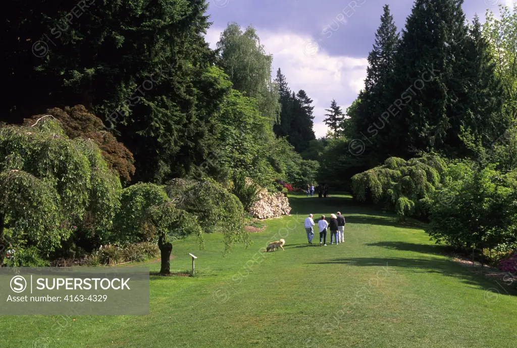 USA, WASHINGTON, SEATTLE, UNIVERSITY OF WASHINGTON BOTANIC GARDEN, ARBORETUM,  AZALEA WAY IN SPRING