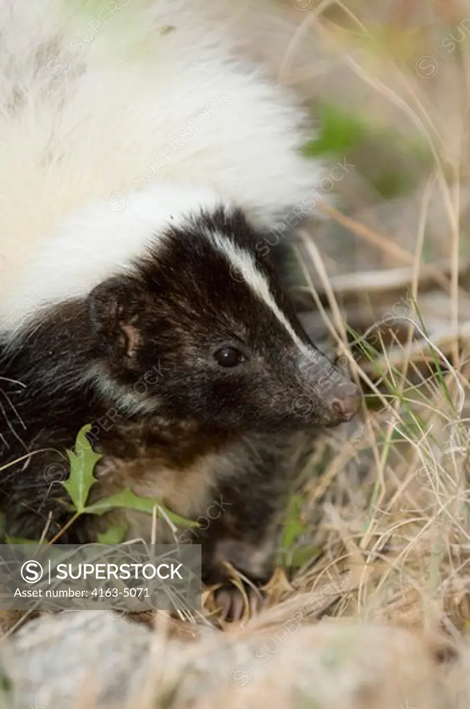 USA, TEXAS, HILL COUNTRY NEAR HUNT, STRIPED SKUNK Mephitis mephitis, CLOSE-UP