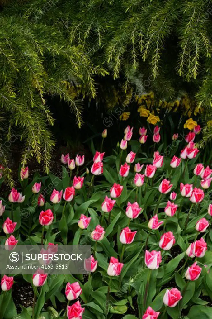 USA, WASHINGTON STATE, SKAGIT VALLEY, ROOZENGAARDE DISPLAY GARDEN, PINK TULIPS UNDER CEDAR TREE