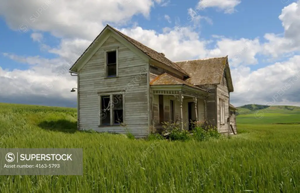 USA, WASHINGTON STATE, PALOUSE COUNTRY NEAR PULLMAN, ABANDONED FARM HOUSE IN WHEAT FIELD, CUMULUS CLOUDS