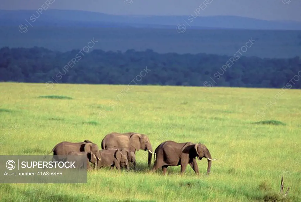 KENYA, MASAI MARA, ELEPHANTS