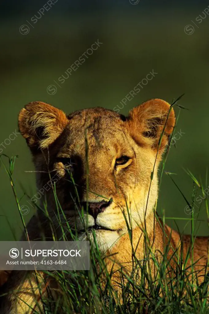 KENYA, MASAI MARA, LIONESS